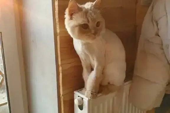 Пропала кошка Персик в Московской области
