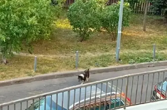 Собака на Электролитном проезде, Москва