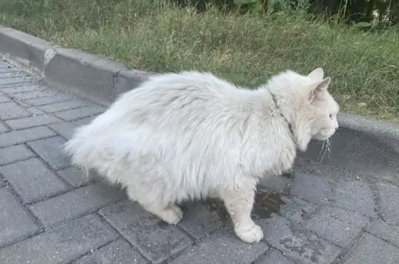 Белый кот в ошейнике найден на ул. В. Гакуна, 5-5Б, Калининград