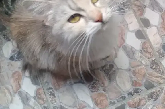 Найдена кошка с коротким хвостиком в Будённовске