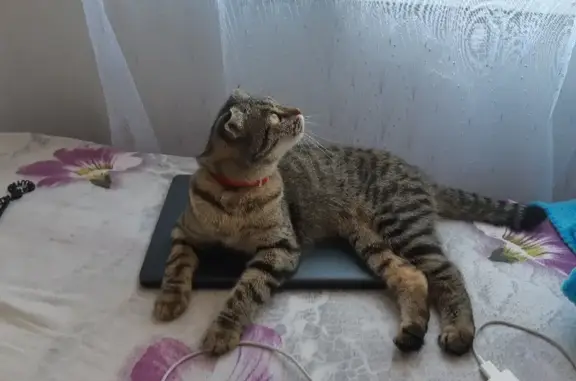 Пропала кошка на Чурилина, 2А в Кирове