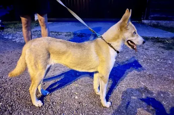 Найдена собака на Колхозной улице