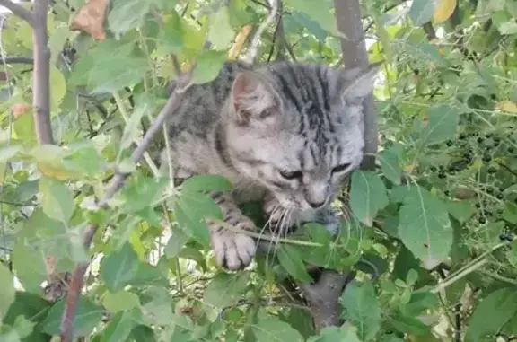Найден домашний кот в СНТ Русь, Волгоградская область