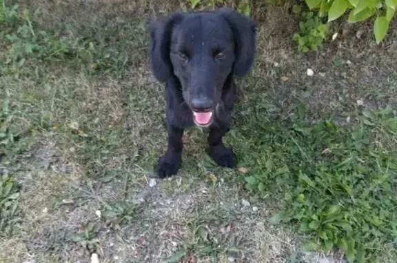 Собака Такса найдена в лесу Свердловской области