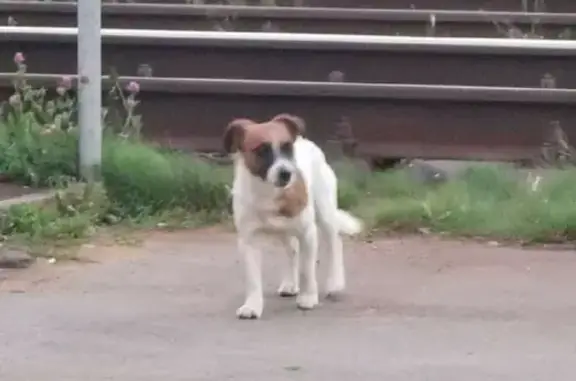 Собака найдена на ж/д станции в п. Семрино