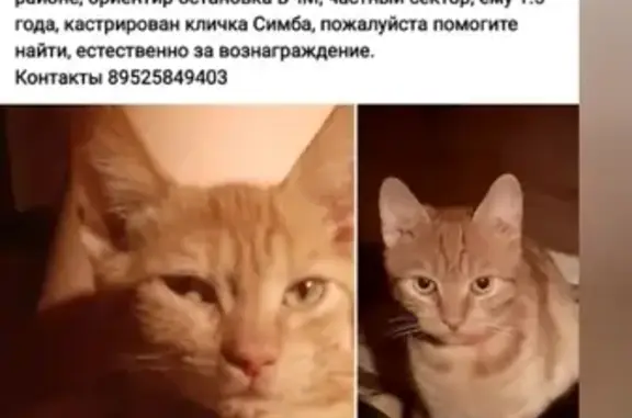 Пропала кошка на улице Комарова, Батайск