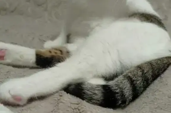 Кошки потеряшки, Придорожное, фото: Потеряшка кошка Дынька на трассе, Поселение 03К-001