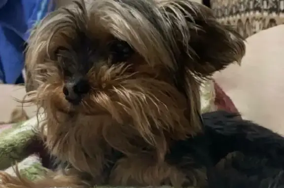 Объявления о пропавших и найденных животных, Нижний Новгород, фото: Пропала собака Боня, ул. Аральская 1, Н. Новгород