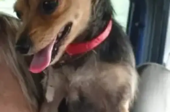 Собаки потеряшки, Липецк, фото: Потеряшка собака Тоша на улице Орловская 10, Липецк