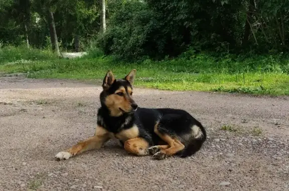 Найдена молодая собака в Громовском сельском поселении, Ленинградская область