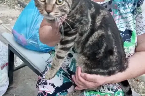 Найден кот в Казани на Габишева 29