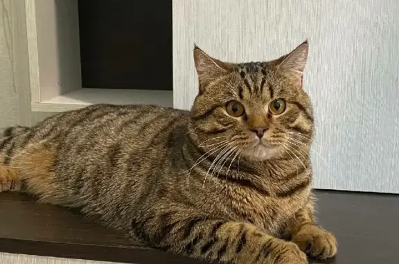 Потерянные животные Саранск, фото: Пропала кошка на улице Победы, 51