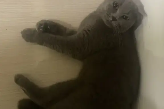 Найдена британская кошка на Гагарина, Калининград
