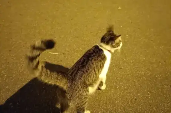 Найдена кошка на Урицкого проспекте