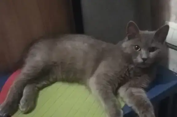 Потерянные животные Новосибирск, фото: Пропал кот Мартин на Новогодней, 20/1 в Новосибирске