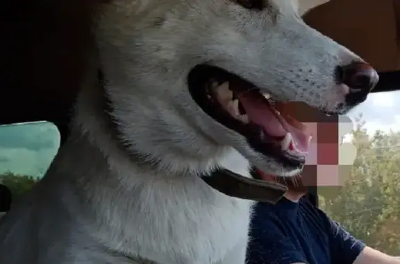 Пропала собака в Новосибирской области, порода лайка, возраст 8 месяцев, на ошейнике темно-зеленый, откликается на Чок.