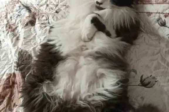 Кошки потеряшки, Москва, фото: Потеряшка кот Марсель, Южное Тушино, Лодочная 39к1, подъезд 3