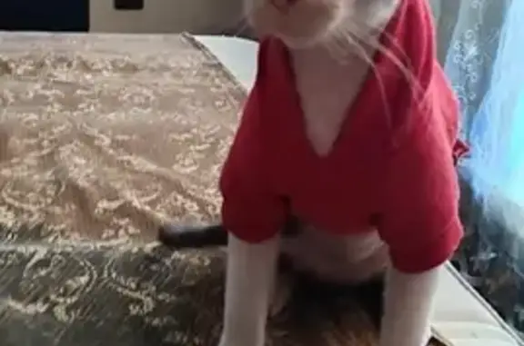 Потерянные животные Новосибирск, фото: Пропала кошка Бася на ул. Дубравы, Новосибирск