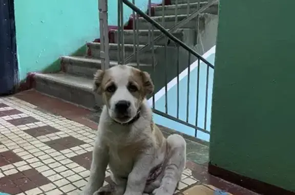 Найден щенок алабая на Звенигородском шоссе 13