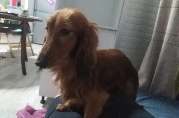 Собаки потеряшки, Калининград, фото: Потеряшка кроличья такса в Калининграде, ул. Лейтенанта Катина, 51.