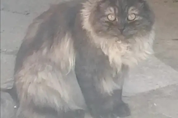 Пропала кошка Филя на ул. Ворошилова 31, Бор.