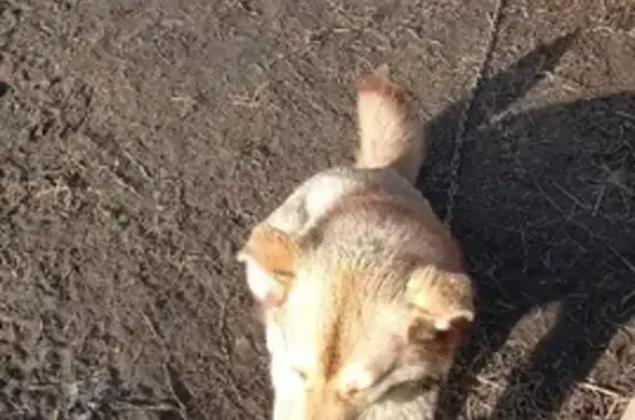 Пропала собака в садах мелиоратор, Киров