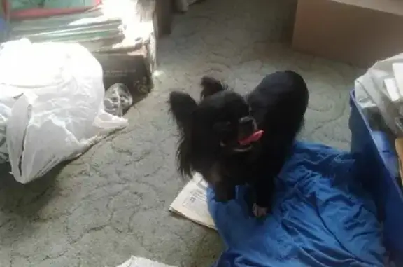 Найденные животные Москва, фото: Найдена маленькая чёрная собака на ул. Россолимо, 11 с2, Москва