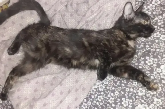 Пропала беременная кошка в районе Сазанлея, вознаграждение