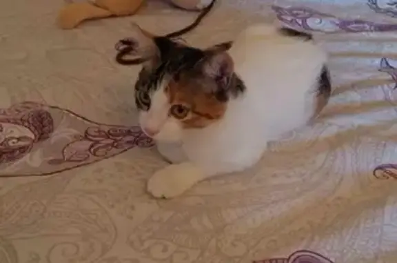 Кошки потеряшки, Санкт-Петербург, фото: Потеряшка кошка возле Набережной реки Карповки, д.32.