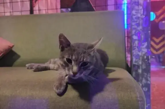 Потерянные животные Смоленск, фото: Пропала кошка Мальчик на улице Крупской, 30