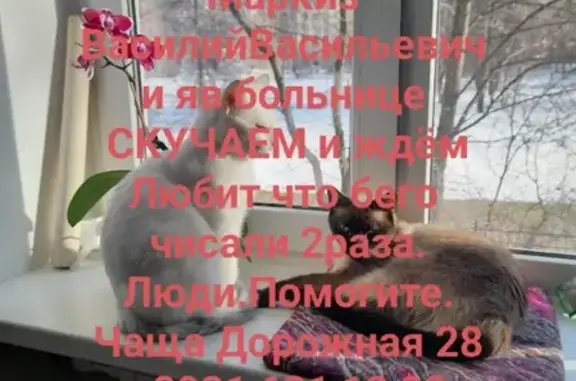 Кошки потеряшки, Санкт-Петербург, фото: Потеряшка кошка на набережной Фонтанки 6