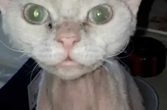 Пропал белый кот Кеша с дачи в Красноборском поселении