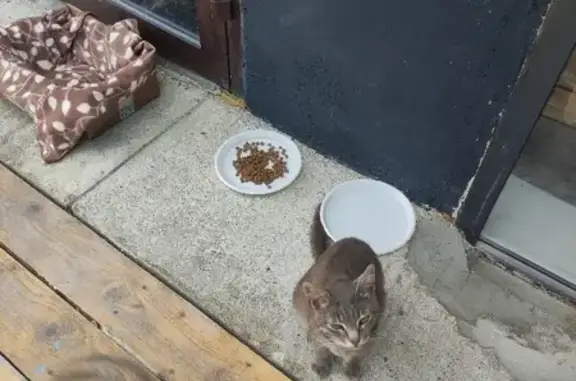 Потерянные животные Смоленск, фото: Пропал кот Плющ, ул. Маршала Конева, Смоленск