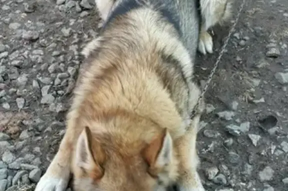 Пропала собака в Добрянке, Пермский край