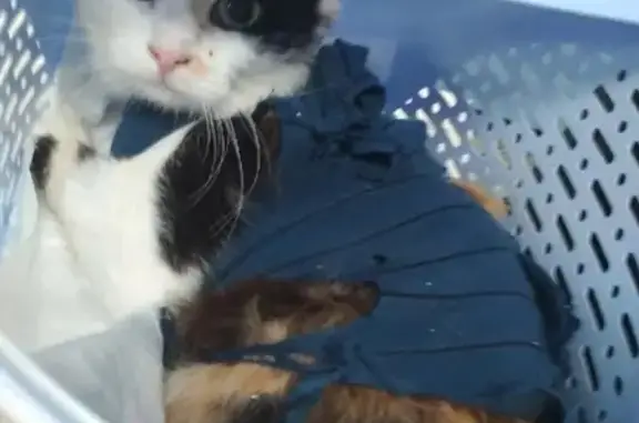 Кошки потеряшки, Киров, фото: Потеряшка кошка Маняша на Октябрьском проспекте, 20