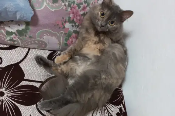 Кошки потеряшки, Ижевск, фото: Потеряшка кошка Нафа на улице Гагарина, 50 в Ижевске