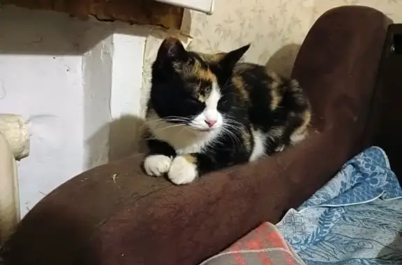 Пропала кошка на Октябрьском проспекте, 29