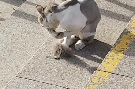 Кошка найдена на пр. Победы, Улан-Удэ