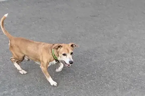 Собака найдена на ул. Серебряный Бор, Кемерово.