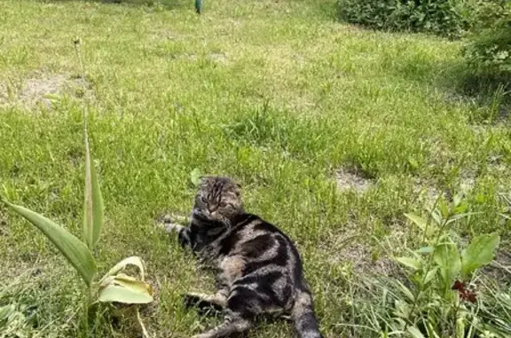 Кошки потеряшки, Васильево, фото: Потеряшка кошка в Васильево, ул. Подстанция, 4