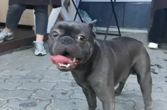 Собака Французский бульдог найдена в Серпухове