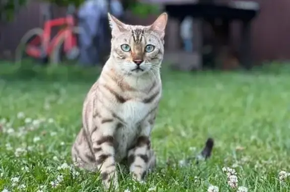 Пропала бенгальская кошка Ник в селе Верхнее Мячково, Московская область
