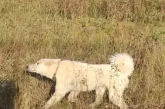 Пропала белая собака Лайка на даче Усад - Елино