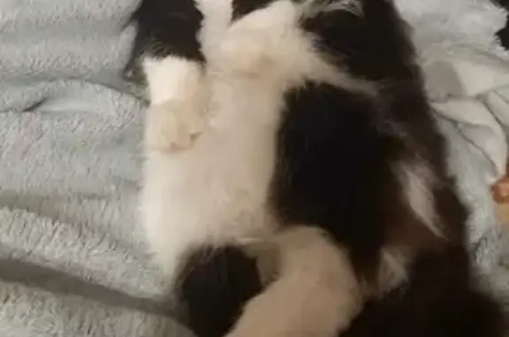 Кошки потеряшки, Новосибирск, фото: Потеряшка кошка на улице Красных Зорь, 1 в Новосибирске