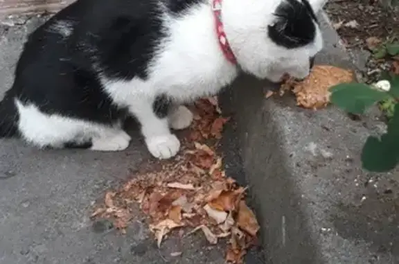 Найдена кошка Киса на ул. Гагарина, 15 в Сарове