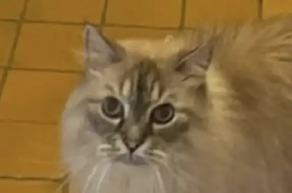 Найдена кошка, Москва, фото: Кошка на Ломоносовском проспекте 3 к1, Москва