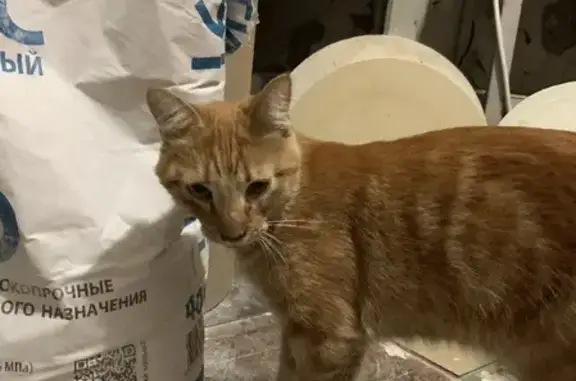 Найден рыжий кот на Измайловском проспекте 18 литЕ