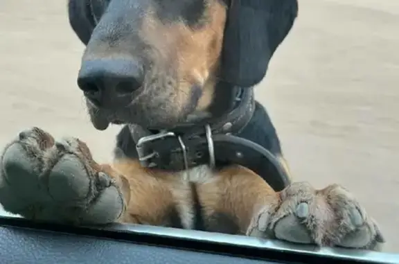 Найдена собака в Самарской области