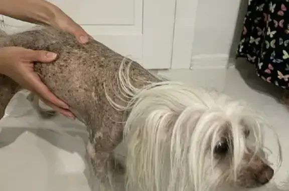 Найденные животные Калининград, фото: Собака найдена возле ул. Невского, Калининград.