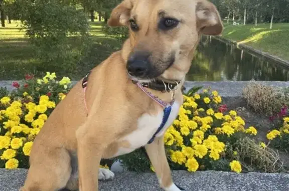 Собаки потеряшки, Санкт-Петербург, фото: Потеряшка собака на Фрунзе, 6 в СПб